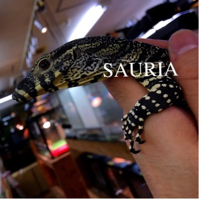 大阪の守口、大東で爬虫類両生類、Exotic animalの専門店をしております。 飼育器具等も取り揃えておりますので初めて飼育される方でもお気軽にご相談下さい。営業時間 平日12:00～20:30 土日祝12:00～20:00 @Sauria_daitou も宜しくお願い致します。TEL:06-7897-7880