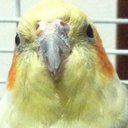 ferhem (@ferhem) Twitter