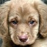 puppy_memes's profile picture. 