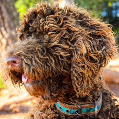 Hey my name is Maya, an Australian Labradoodle from San Francisco. My thing is being outdoors: visit California with me!  mayathelabradoodle@gmail.com