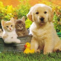 Pets World (@pets_world7) 's Twitter Profile