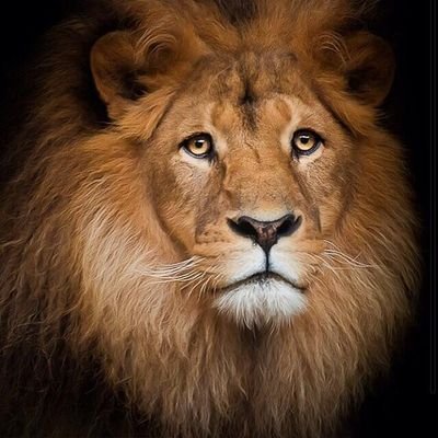 TX_JARA's profile picture. 