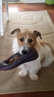 speechie with islhd. once fearless traveller- now domestic homebody. loves cooking, gardening, sleeping. Am sharing life with Ramon and basil the naughty.