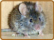 rodentcontrolGa's profile picture. Remove rodent from attic and crawl spaces.