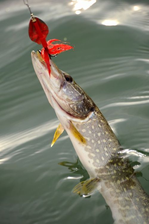fishing planet best lure for northern pike fishing planet best lure for northern pike
