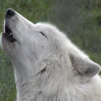 Elana Hobkirk (@elanahobkirk) 's Twitter Profile