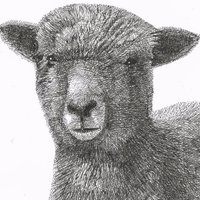 Shutelake Lamb(@ShutelakeLamb) 's Twitter Profile Photo