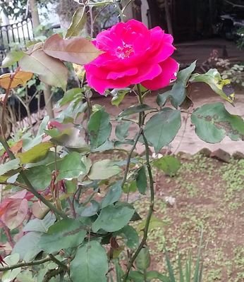 SriSha07271214's profile picture. Sweet girl