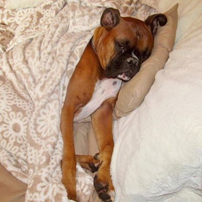 LuisGamboaB's profile picture. 