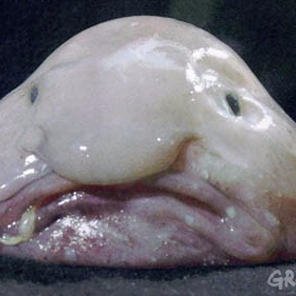 Ruriyor's profile picture. Post nice good pictures and philosophical takes

"life" :?
Anime, Gen Z and ☦️🇫🇮❄️
Ruri.exe has stopped working.
Sometimes become too drunk and crazy