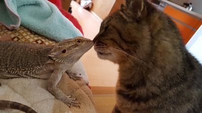 にゃぬさんのプロフィール画像