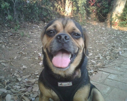 CallToDuty's profile picture. Dogs will Bark & Call2Duty when their pack's in danger. But MISGUIDED Humans -clouded by Greed, Pride, or Fear- remain SILENT when safety or freedom's assaulted