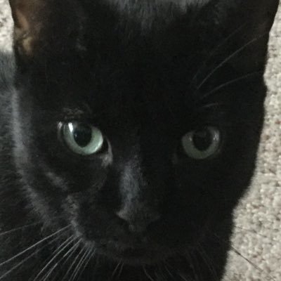 Paulcla30042081's profile picture. Im a cool black cat