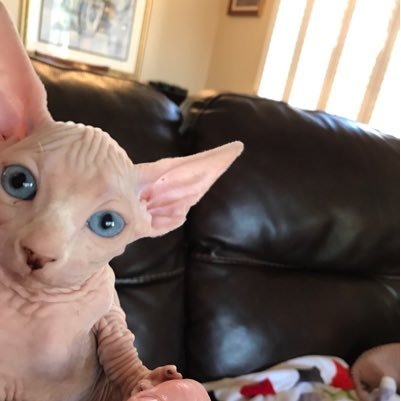 CssVonCaturday's profile picture. This 🌎is mine and I shall scratch it all as I please !