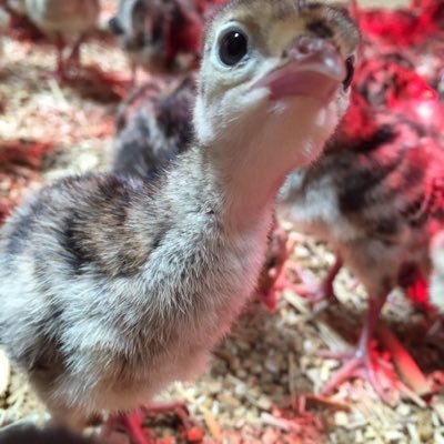 olivia_duff's profile picture. A motivated individual with alot happening including marketing, PR, management, wedding planning, food consultancy, jockeying and oh! almost forgot...motherhood
