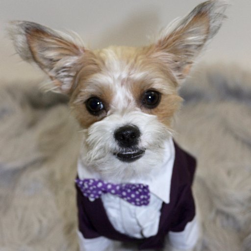 mightymorkie's profile picture. Half Morkie-Half Gizmo⭐️Toronto Top Dog 2016 mightymorkie@gmail.com