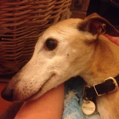 In memory of Mr Whippy (Buddy): Nov 2003 - Mar 2019.
https://t.co/Qdkfy9a3s2…