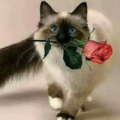 Richard Gilson (@pat_be001) / Twitter