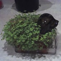 Chia Hung (@chiachapet) 's Twitter Profile Photo