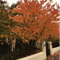 Laurel Hill Coláiste (@lhcfcj) 's Twitter Profile Photo Laurel Hill Coláiste (@lhcfcj) 's Twitter Profile Photo
