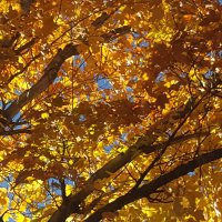 Hannah Rebekah Rice (@hannahrrice) 's Twitter Profile Photo