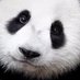 Tang_lab (@looo7ooon) Twitter profile photo Tang_lab (@looo7ooon) Twitter profile photo