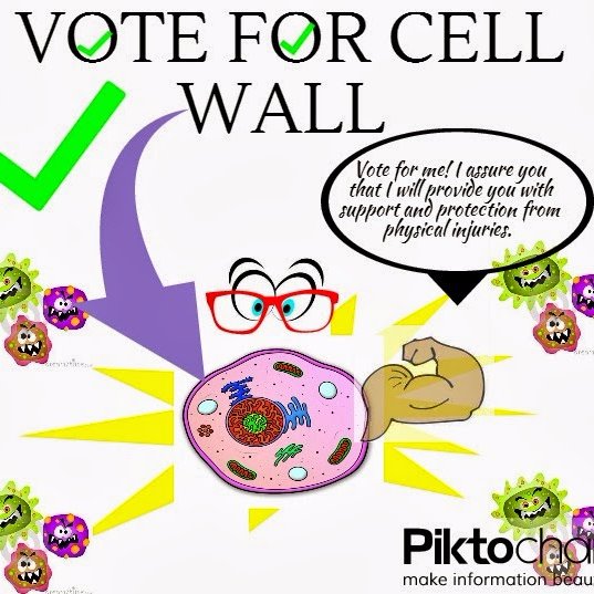 cellwall35's profile picture. A rigid outer layer that surrounds the plasma membrane of plant, fungal, algal, and bacteria.