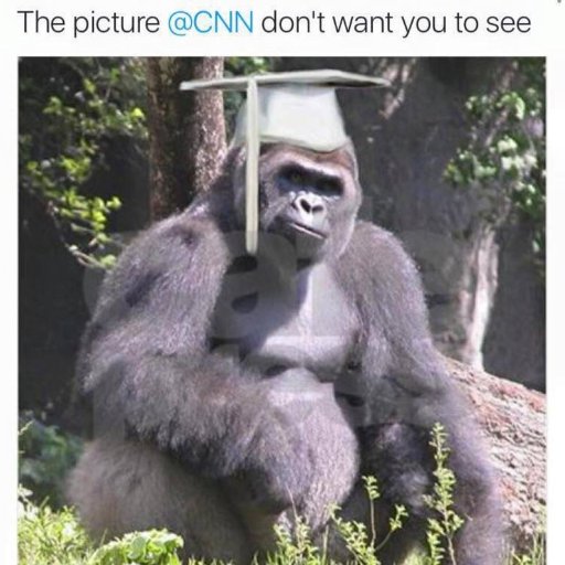 Based in common sense. Sports and banana enthusiast. Possibly really hairy.