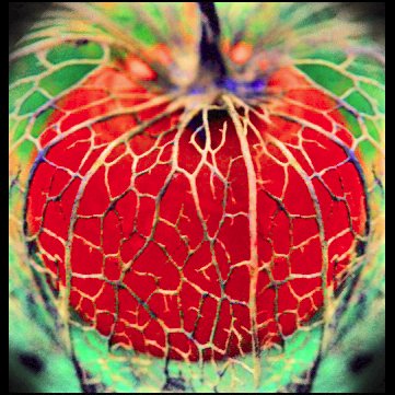 lantern_plant's profile picture. タイムラインのポストに気軽に返信します。不快に思う方は無視してください。I feel free to reply to any post of interest that comes across my timeline. If you find them offensive, please ignore them.