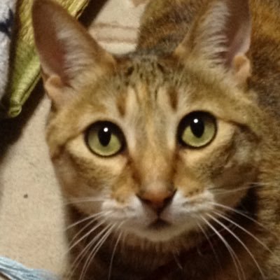 ガンプラは完成したら満足してすぐ箱に収めてしまうため記録として残すんよ。無言フォローお許しください。無言フォローいいねなど大歓迎です!!よろしくお願いします。