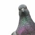 Baptist Pigeon (@baptistpigeon) Twitter profile photo Baptist Pigeon (@baptistpigeon) Twitter profile photo