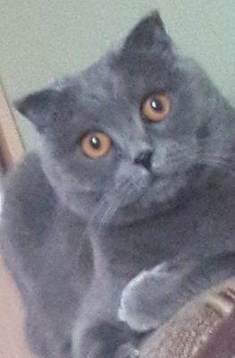 котя