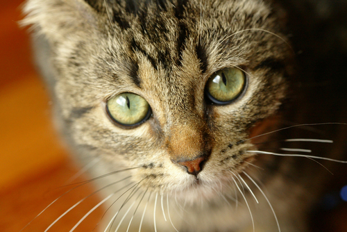 LouTheKitty's profile picture. yeah i'm cute, but watchout for my ninja skillz