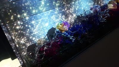 S18nP3's profile picture. 