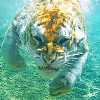 MPHSwimming (@mphswimming) Twitter profile photo