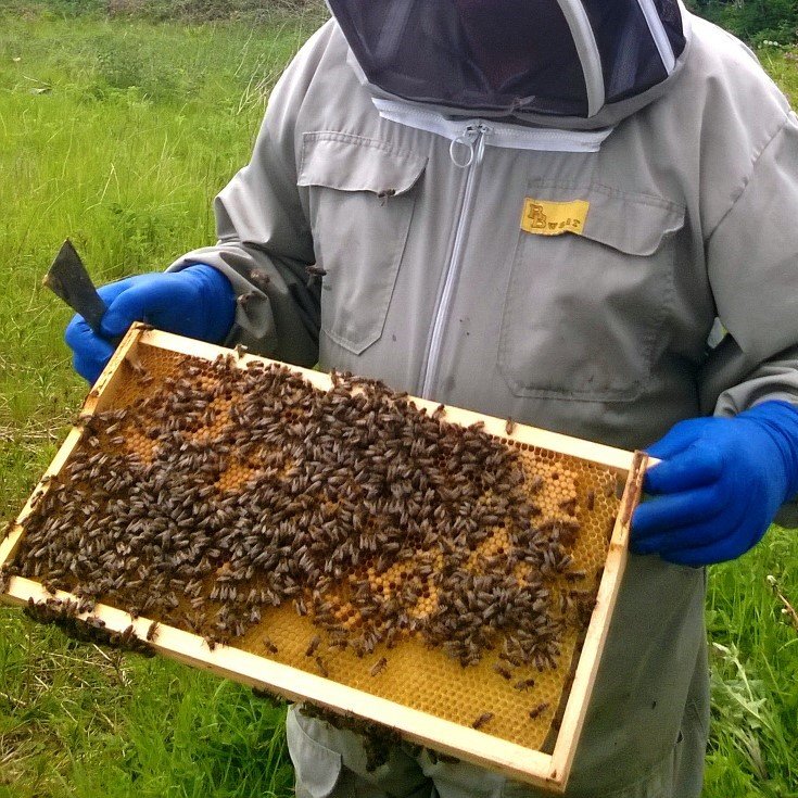We are a family business which sell Honey, We also produce Buckfast Queens , National and langstroth nucleus