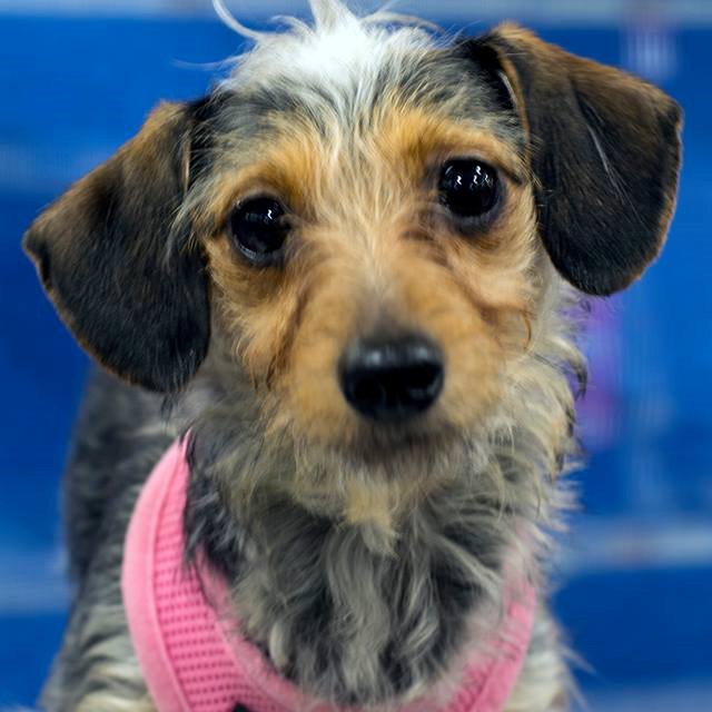 TallulahTweets1's profile picture. I am a chiweenie. I have a Mohawk. I have two Mommies. I live in New York. I have a lot to say.