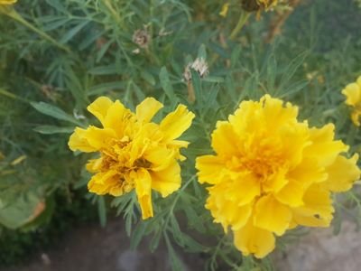 ahmedw3d11's profile picture. أحب الخير للجميع