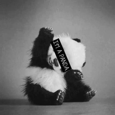 Aline_Panda1's profile picture. Sou um Panda 👏❤🐼