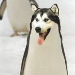 Fluffypenguin42's profile picture. Forklift certified and Depressed 
He/Him 25