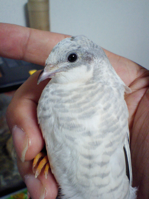 hirochangpong's profile picture. 