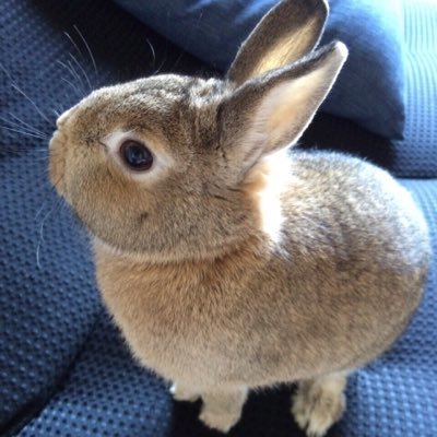 wi_sora's profile picture. 食べ歩きや自然満喫を呟きます。 モンハンWILDSは神 基本的に固定メンバーでマルチしています。 サークル【すてらびっと】設立と【劇団シルド】に所属しております。 YouTube始めました。 PoE2シーズン3(ミニオン)、PoE1初挑戦(cwcサイクロンVD)