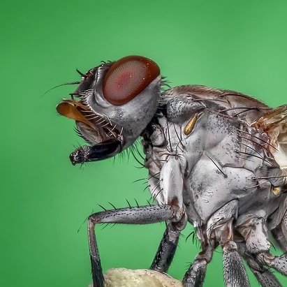 The BEST Pest Control & Inspection Company in Sydney, NSW. DM Pest Control Sydney is one of the most popular pest experts.