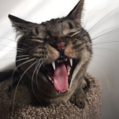 GorillaVsMan's profile picture. 