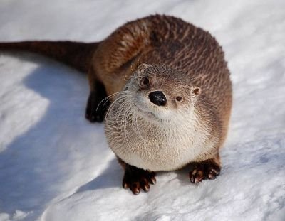 Call me what you will...
Furry. Otter. Dinotopian. Trucker. Gamer. Lover. Racer. Bassist. Friend. He/him #ACAB #FTP