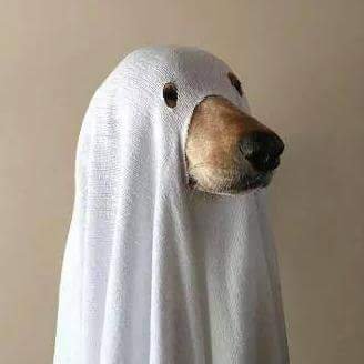 babelfishes's profile picture. Journalism teacher, Sydney TAFE. Views expressed here are my own. Pic: Galaxy kitten can haz fishies by Yamuii/deviantart