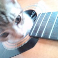 古賀 亮介@す (@ajikoga) 's Twitter Profile