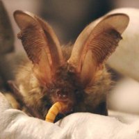 Evesham Bat Care 🦇🖤🦇🦇🦇(@eveshambatcare) 's Twitter Profile Photo