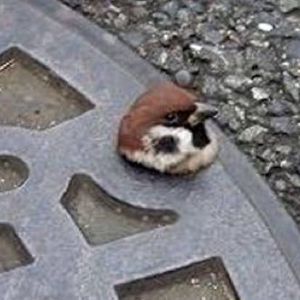 ksm_huta's profile picture. 20↑成人済み/推しが今日も眩しい