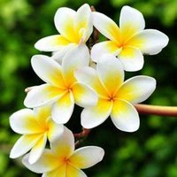 Yani Fitriyani (@yanif_bipi) Twitter profile photo